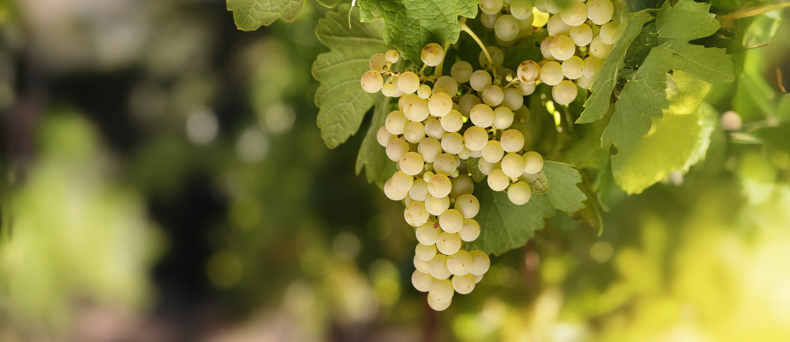 The translation from Bulgarian to English is: "In search of the fruit