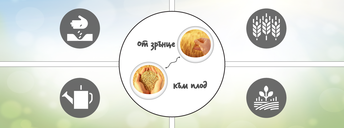 От зрънце към плод